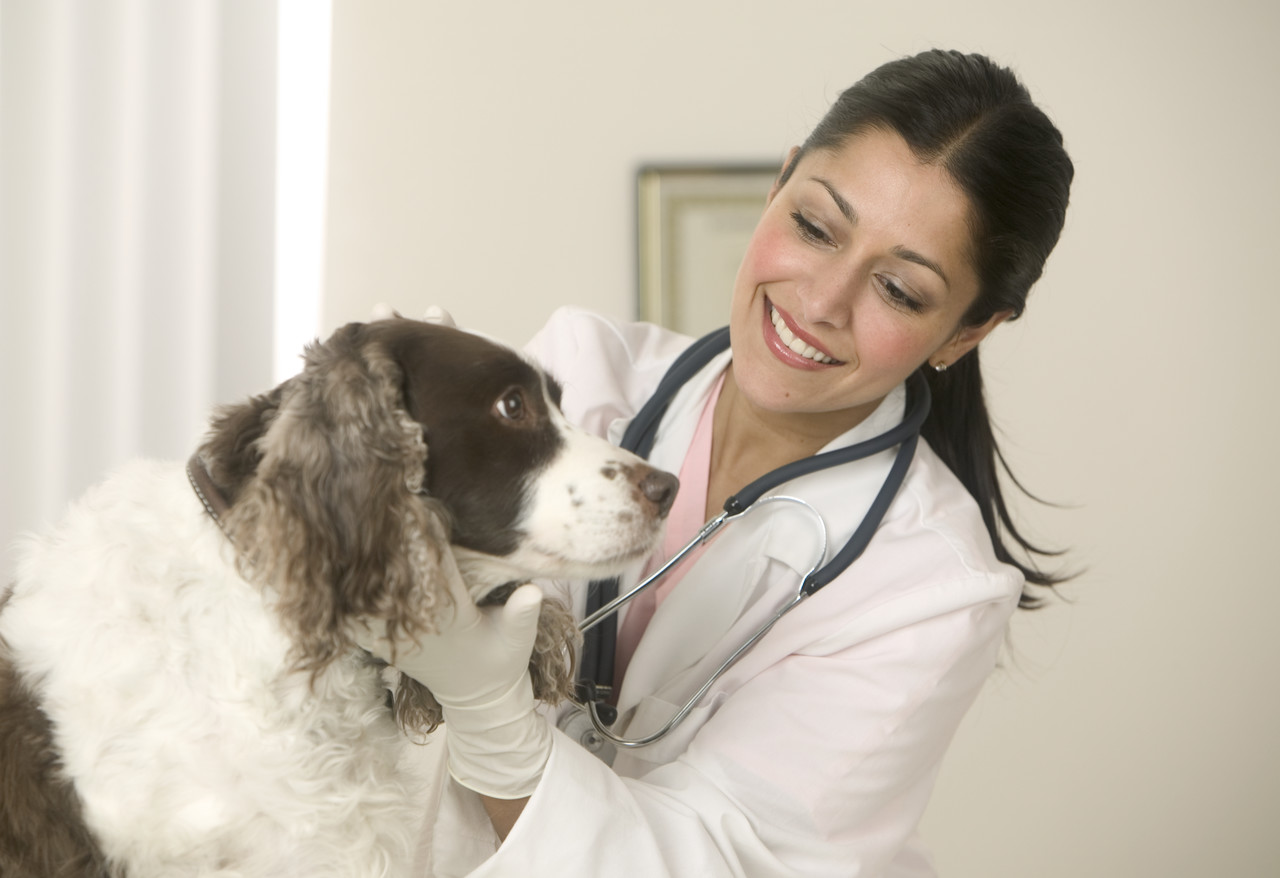 A Lifeline For Pets: Emergency Vet Care in Marietta, GA