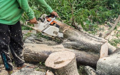 When In Doubt Contact a Tree Pruning Service in Redding CA