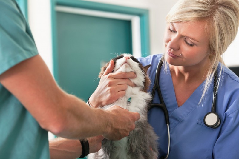 Looking for Pet Hospitals in Sugar Land