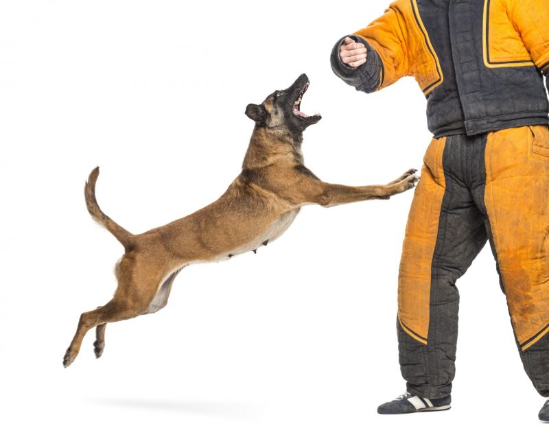 Benefits of Dog Obedience Training in Chicago that Can’t be Overlooked