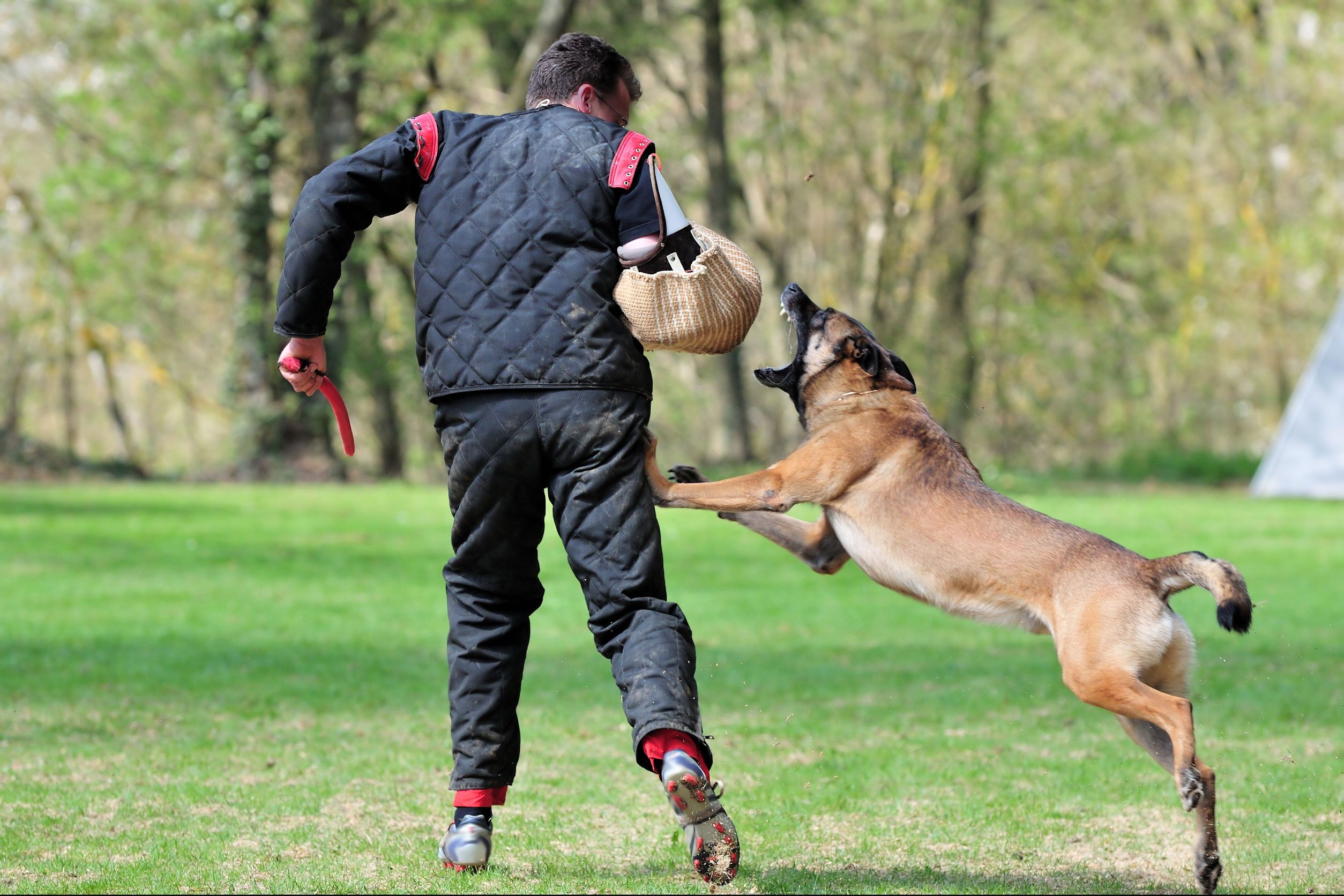 Provide Your Dog with a Caring Environment in Chicago When You are at Work