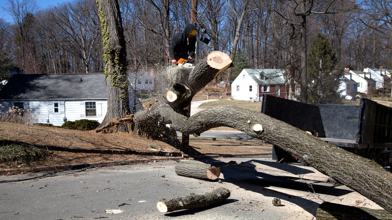 Clearing The Path For Progress: Tree Clearing in Hennepin County, MN