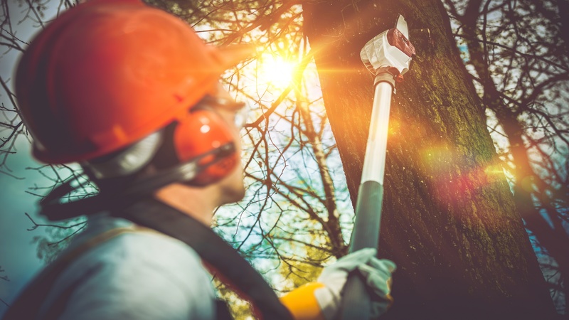 Transforming Landscapes Safely: Expert Tree Removal in Urbandale, IA