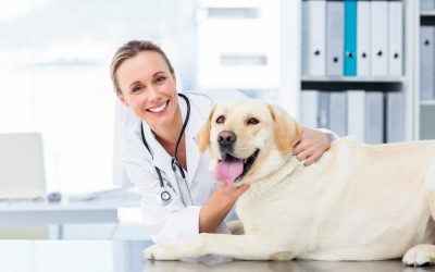 Ensuring Your Pet’s Health with Professional Veterinary Services Louisville, KY: A Guide to Routine, Emergency