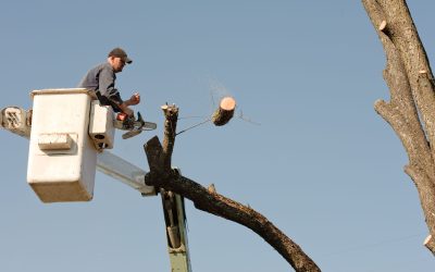 Elevate Your Landscape with Precise Tree Branch Trimming in Aptos, CA