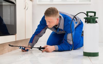 Your Ultimate Guide to Pest Inspection in Newnan, GA