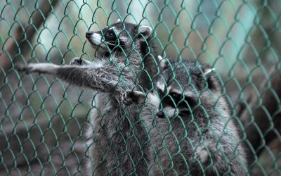 Protect Your Home From Raccoon Damage: Essential Insights on Raccoon Removal in St. Louis, MO